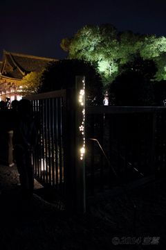 2014sakura_to-ji_light-up_03.jpg