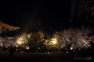 2014sakura_to-ji_light-up_14.jpg