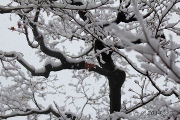 snow_and_leaves.jpg